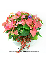 編號:N00006 - 聖誕紅組合盆裁