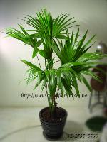 �s��:GE00052-1 - �Z��